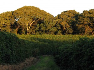 Fazenda Samambaia