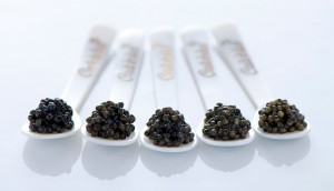 Caviale Calvisius