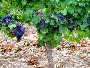 Vitigno di Cannonau