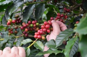 Umami Barista Camp- Honduras special ed. 2015 (1)