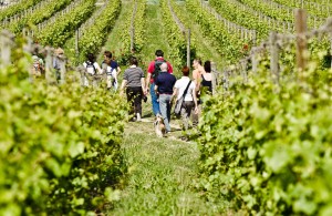 Wine trekking in Franciacorta. Foto di F.Cattabiani