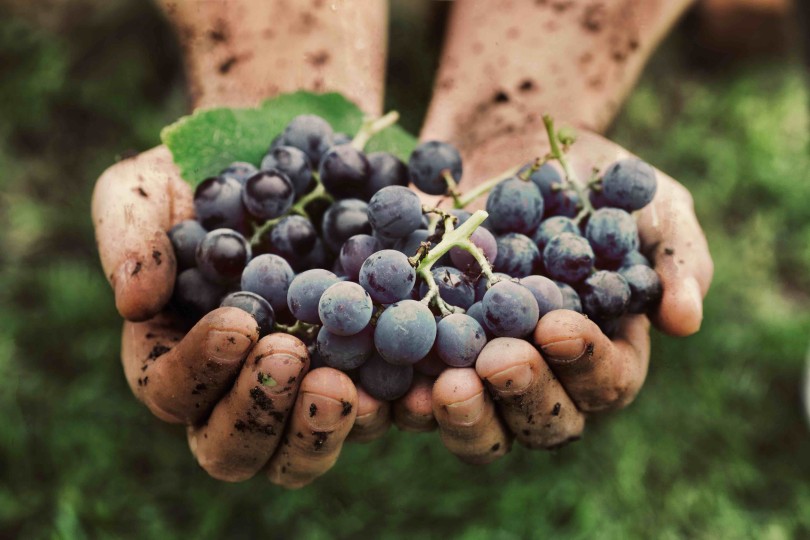 Vendemmia, in Toscana mancano all'appello 5mila lavoratori